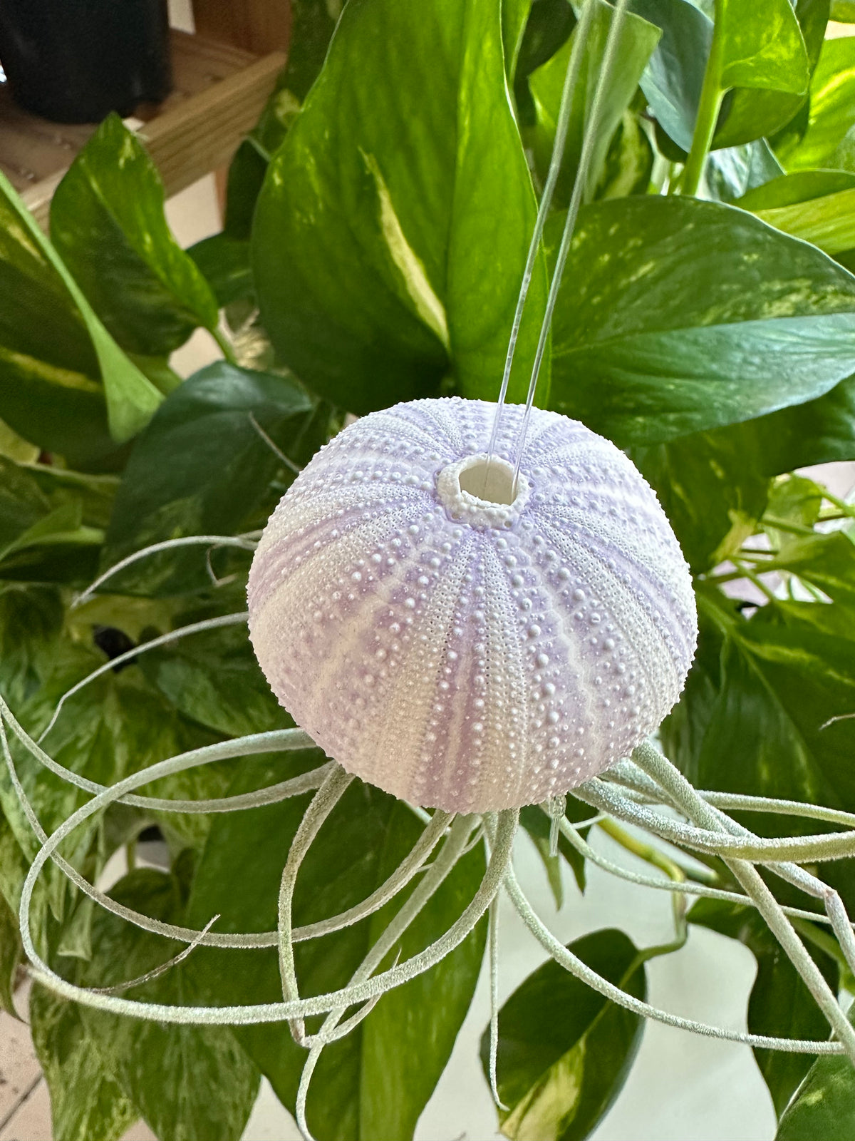 "Chloe" Air Plant Jellyfish