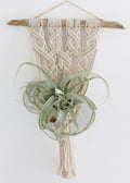 Maria large driftwood macrame wall plant hanger