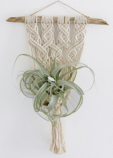 easy macrame wall plant hanger Maria large driftwood macrame wall plant hanger – Plants & What Knot