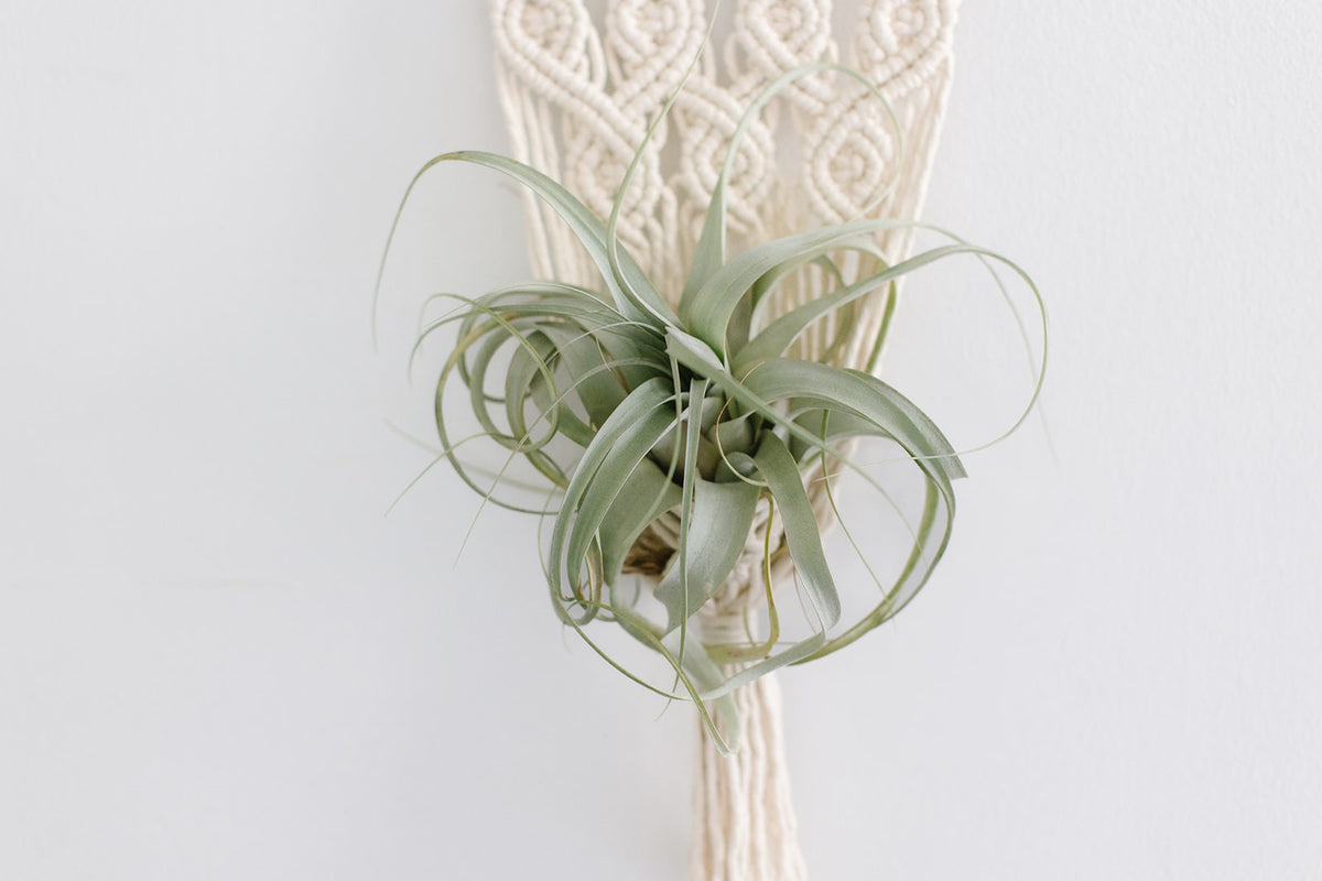 Maria large driftwood macrame wall plant hanger