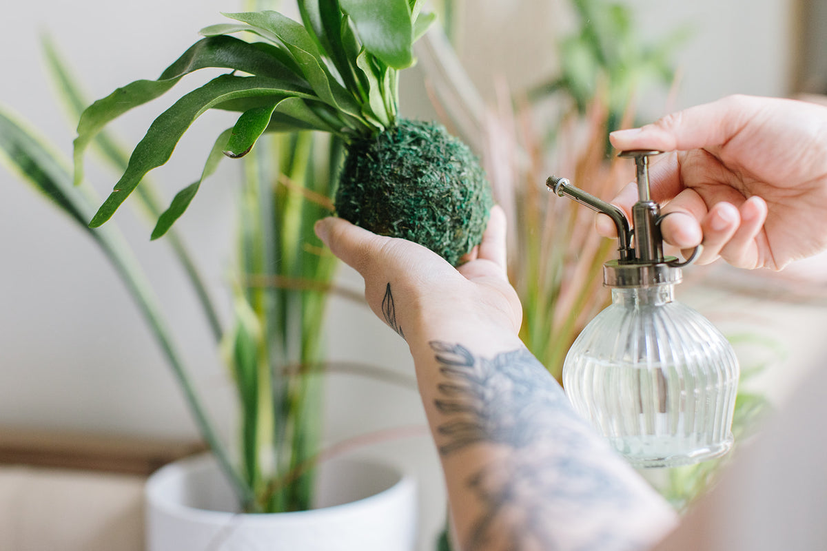 Signature Kokedama  Plants & What Knot