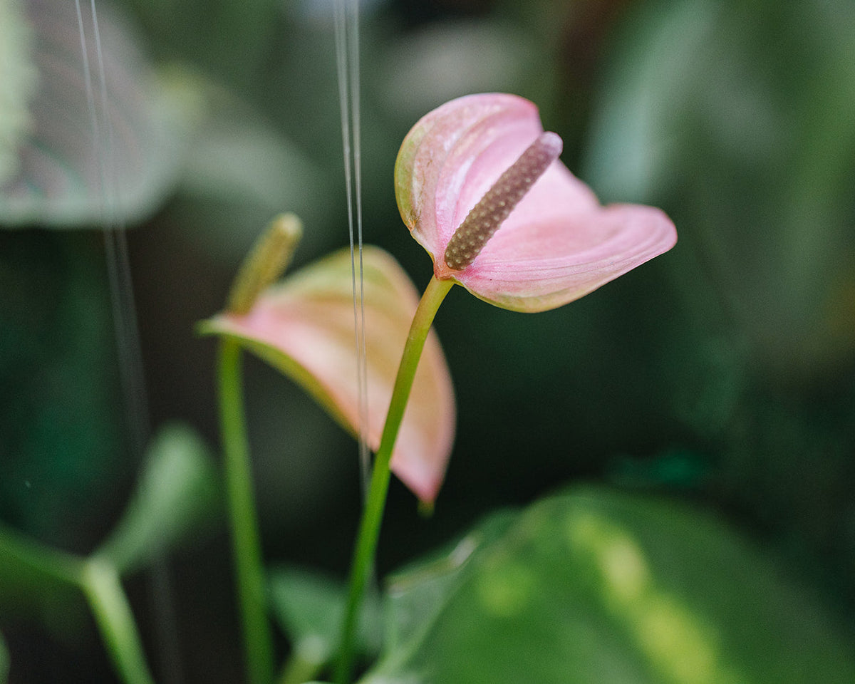 Close-up of a pink flower with green leaves on a blurred background