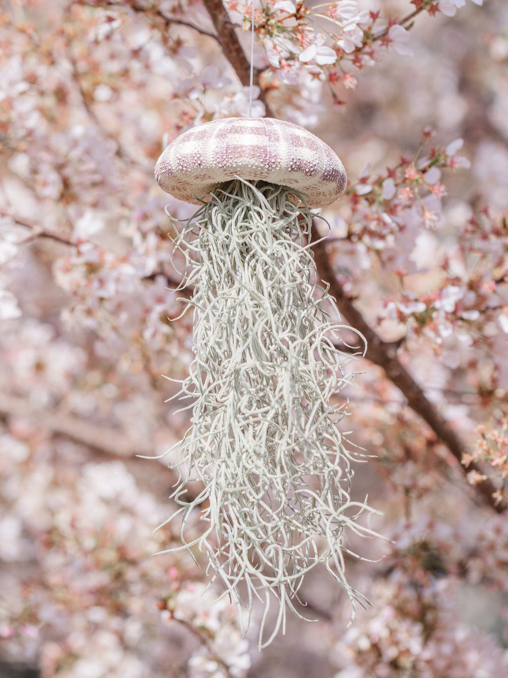 are jellyfish plants Alfonso Spanish Moss Air plant Jellyfish – Plants & What Knot