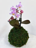 Blush Lavender Orchid Kokedama