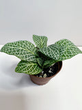 Mini Fittonia “Nerve plant” in 2
