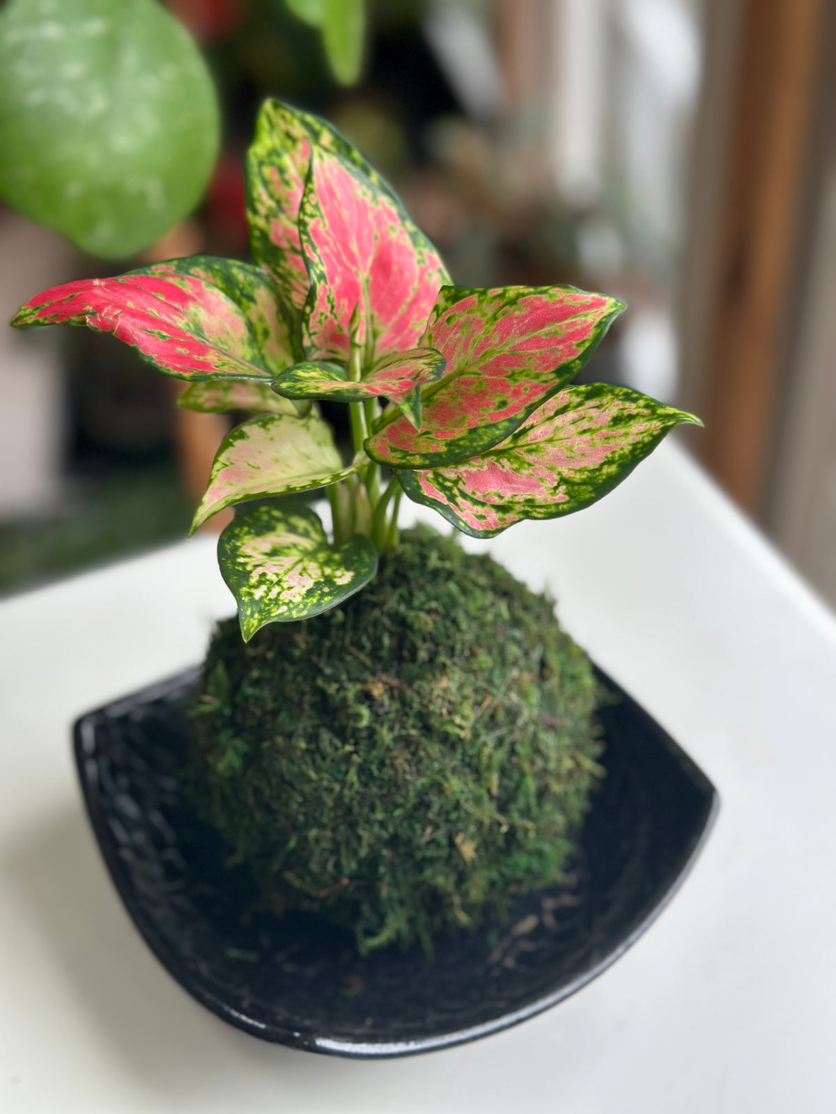 Red Valentine Aglaonema Kokedama