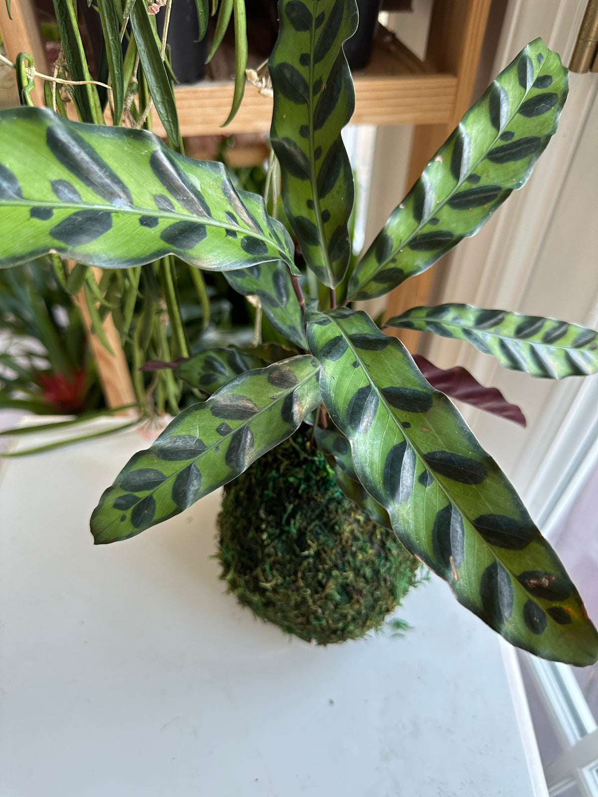 Rattlesnake Calathea Kokedama Japanese Moss Ball