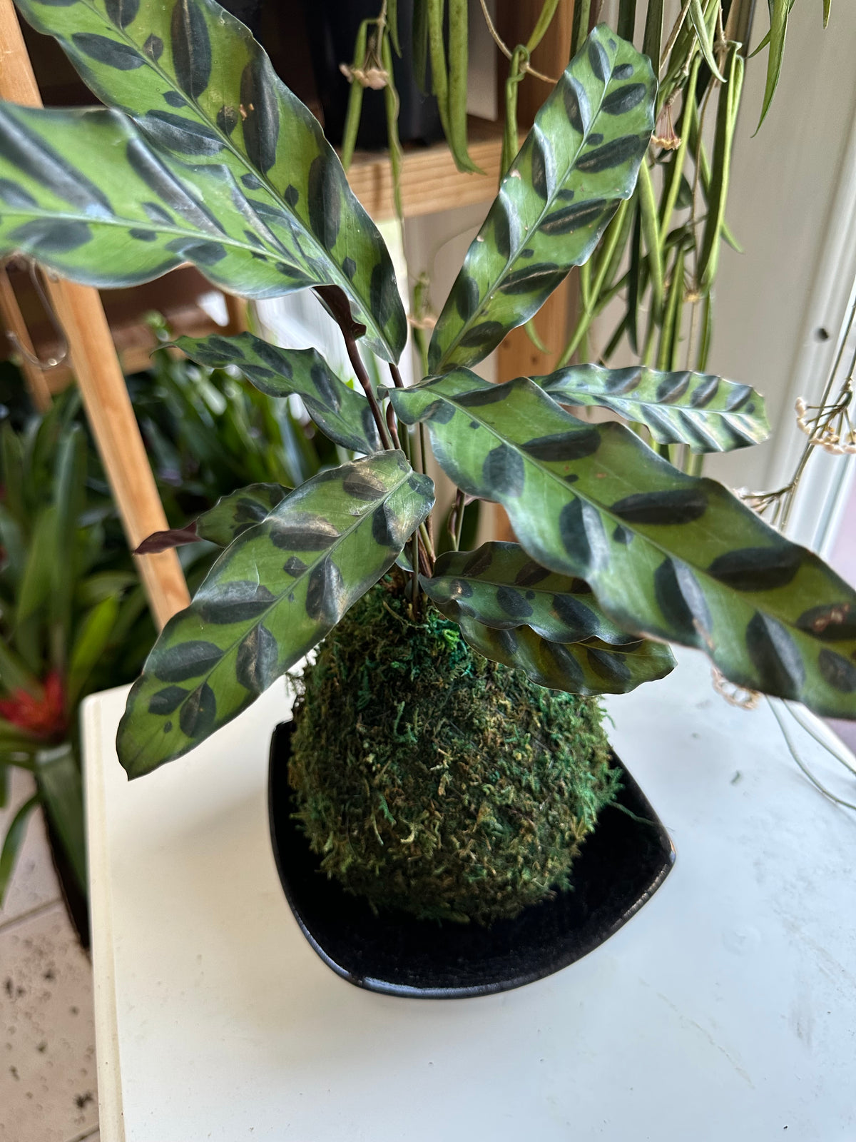 Rattlesnake Calathea Kokedama Japanese Moss Ball