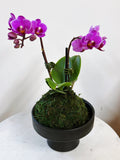 Magenta Orchid Kokedama