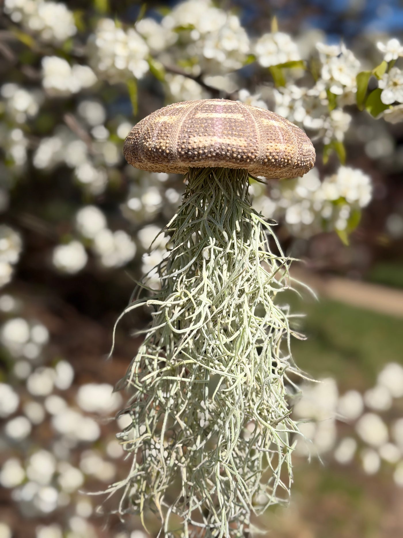 moss air plant Alfonso Spanish Moss Air plant Jellyfish – Plants & What Knot