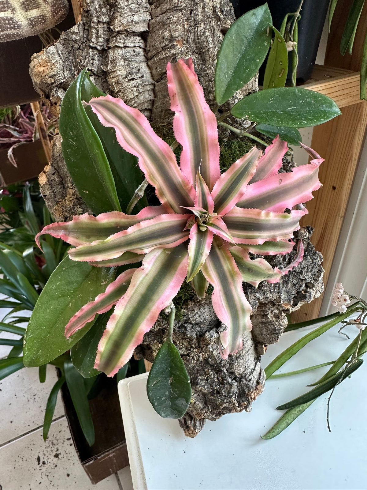 Pink Earth Star and Hoya Living Wall Art