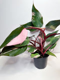 Philodendron Pink princess