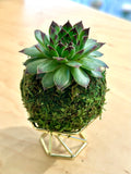 Mini “Appletini” Hens and Chicks Kokedama