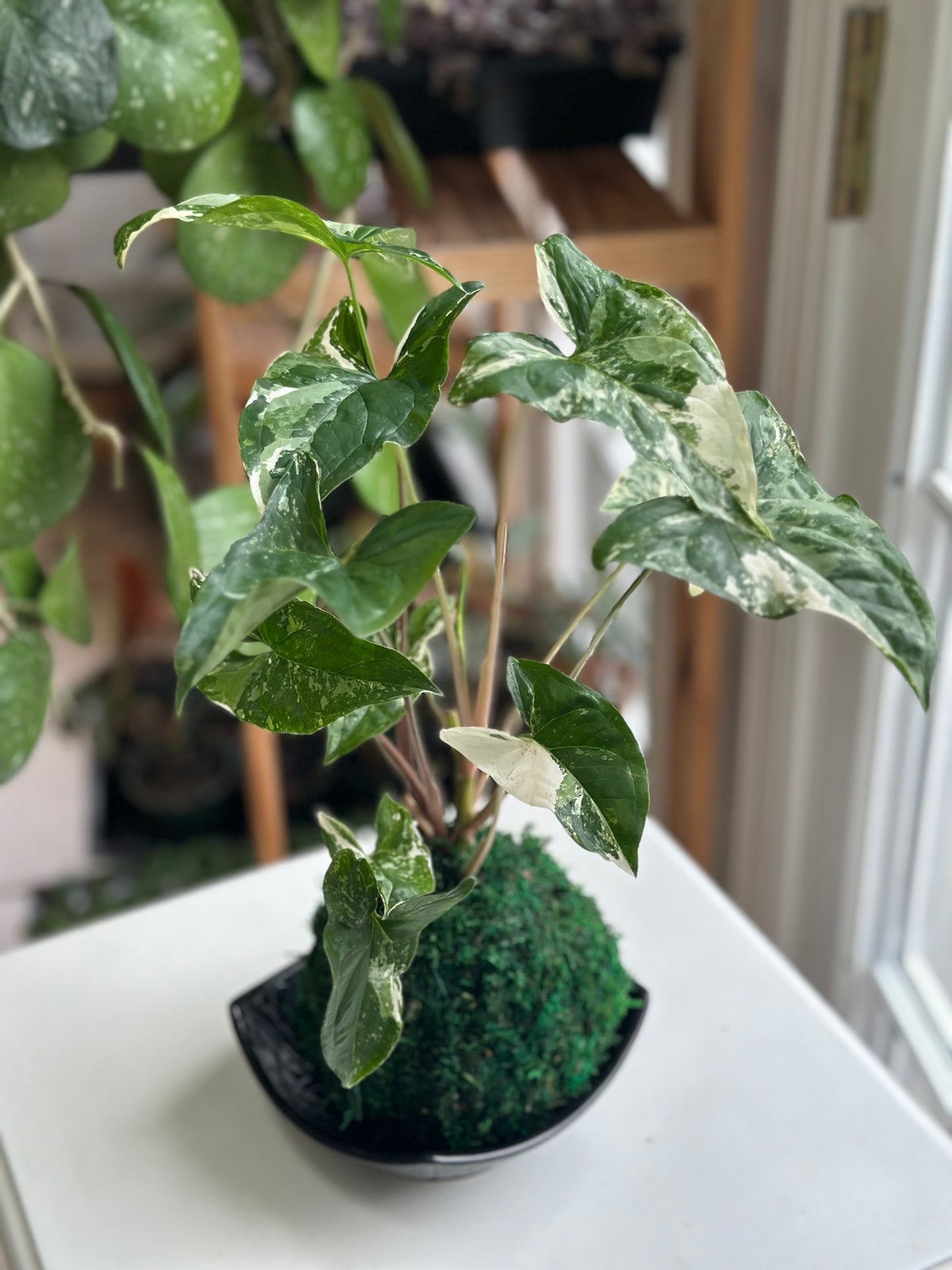 Albo Syngonium Kokedama