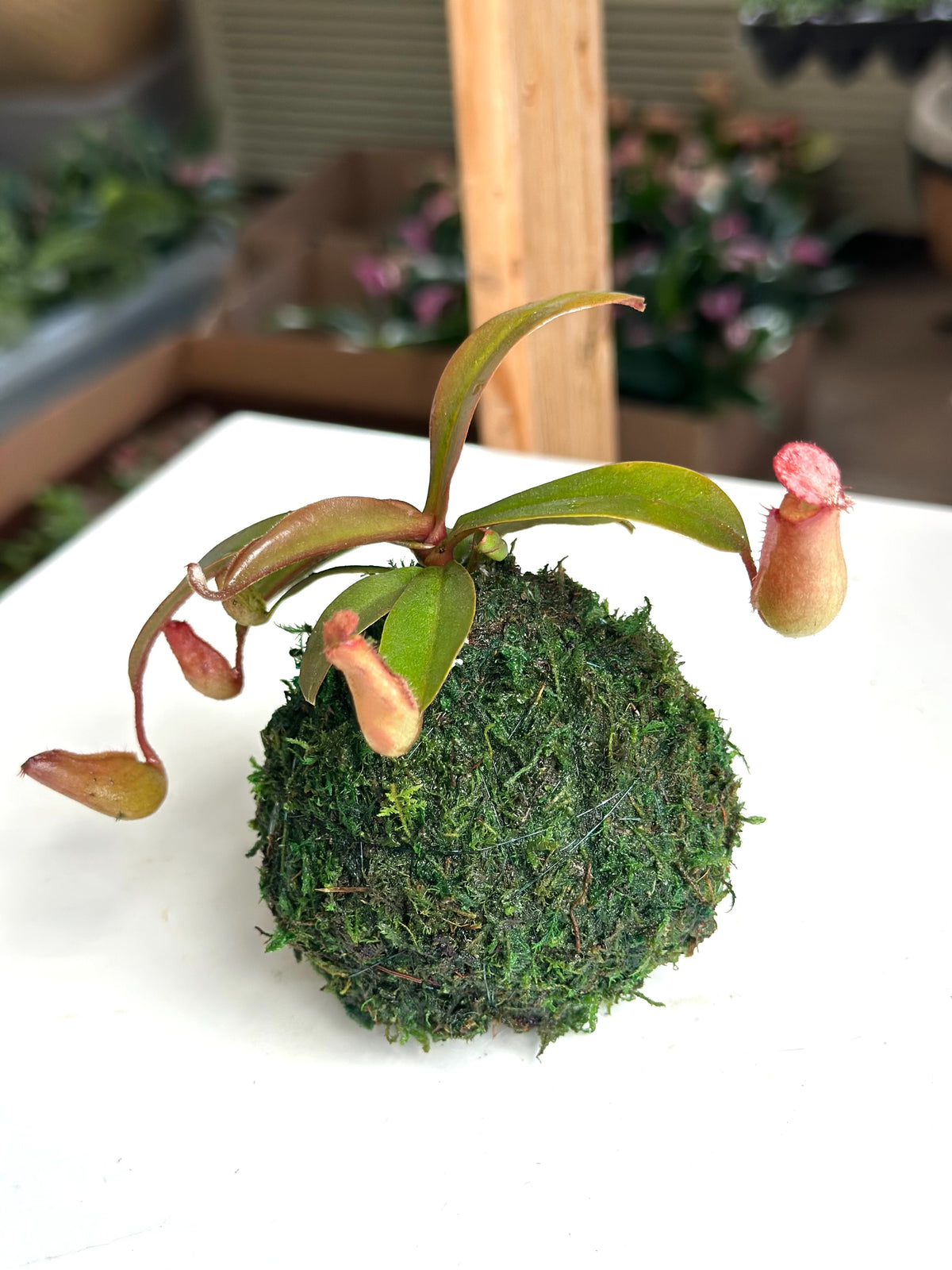 Mini Pitcher Plant Kokedama