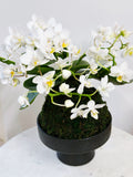 Wild White Orchid Kokedama