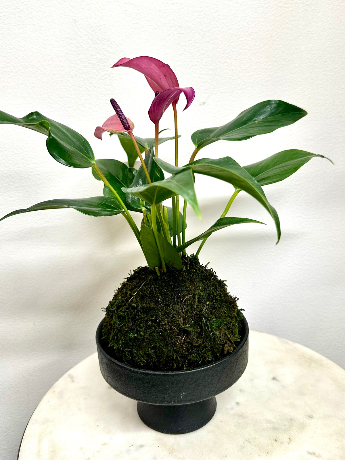 anthurium kokedama care Lilac Anthurium Kokedama – Plants & What Knot