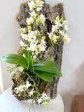 Mounted Wild White Orchid Wall Art (Phalaenopsis Orchid)