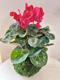 Pink Cyclamen Kokedama