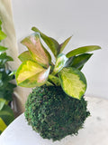 Hoya Lisa Kokedama