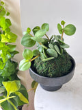 Peperomia Hope Kokedama