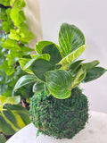 Philodendron ‘Birkin’ Kokedama
