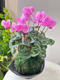 Lavender Cyclamen Kokedama