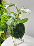 Philodendron ‘White Wizard’ Kokedama