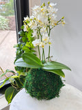 White Orchid Kokedama (Phalaenopsis Orchid)