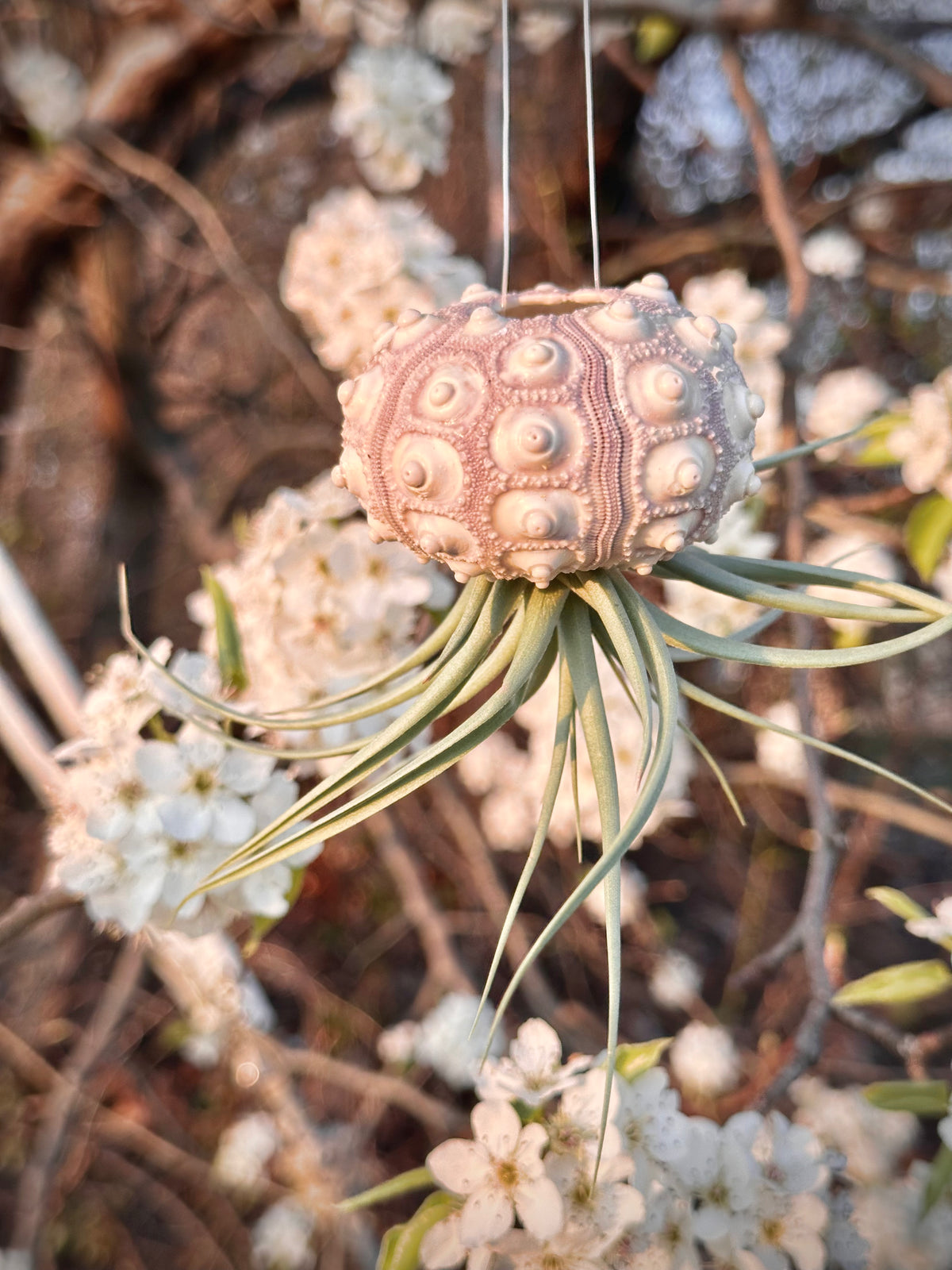 jellyfish succulents for sale Eliza Air Plant Jellyfish – Plants & What Knot