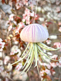 “Lila” Air Plant Jelly Fish