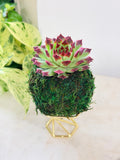 Moss ball with a succulent on a marble surface