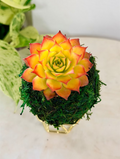 “Gold Nugget” Hens and Chicks Sempervivum Mini Kokedama