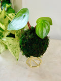 Watermelon Peperomia Mini Kokedama