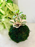 Atlantis Sedum Mini Kokedama