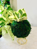 Baby Rubber Plant Mini Kokedama