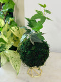 English Ivy Mini Kokedama