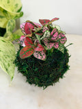 Tricolor Polka Dot Mini Kokedama