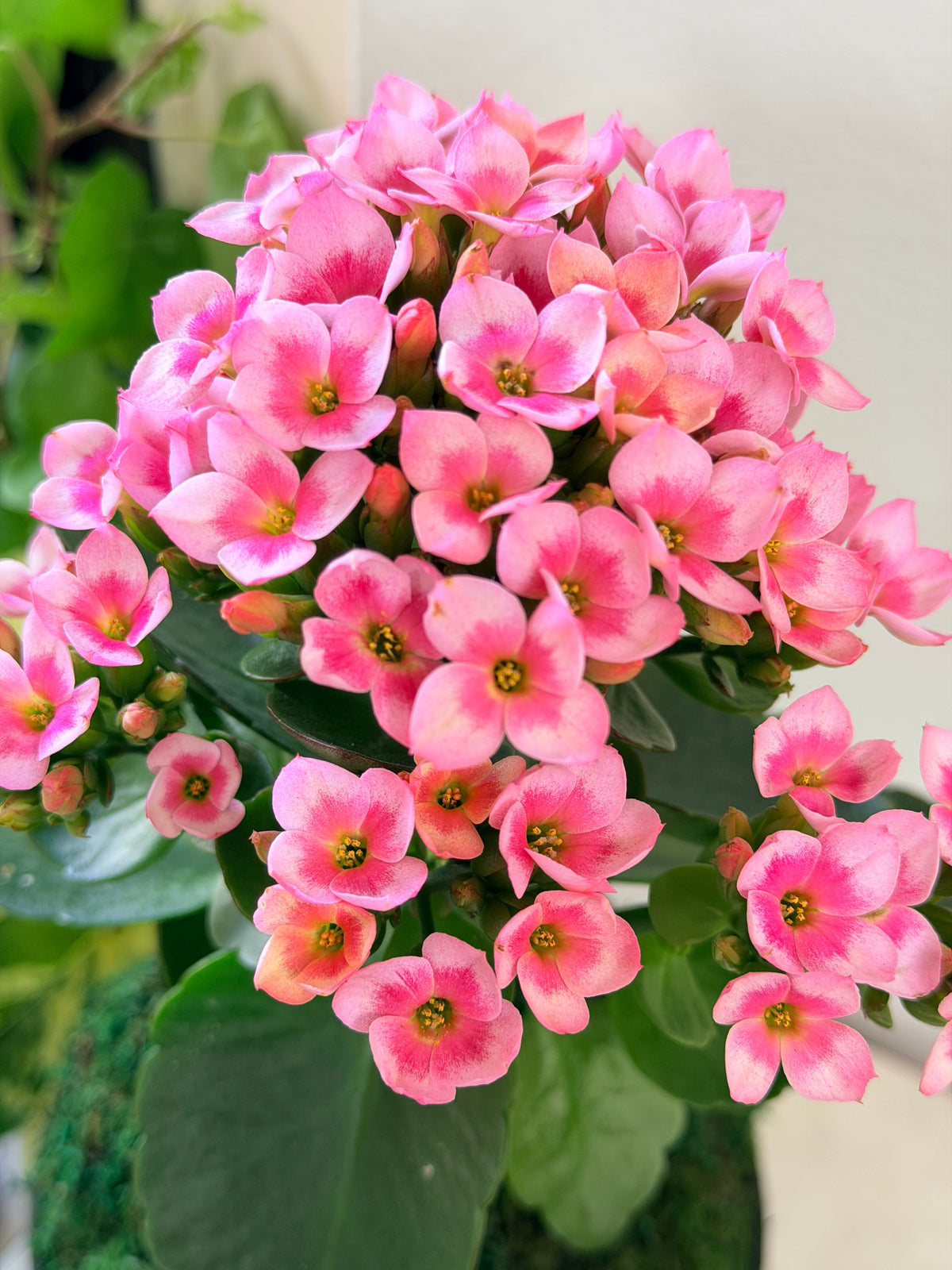 succulent with tiny pink flowers Blushing Pink Kalanchoe Kokedama – Plants & What Knot