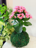 Blushing Pink Kalanchoe Kokedama
