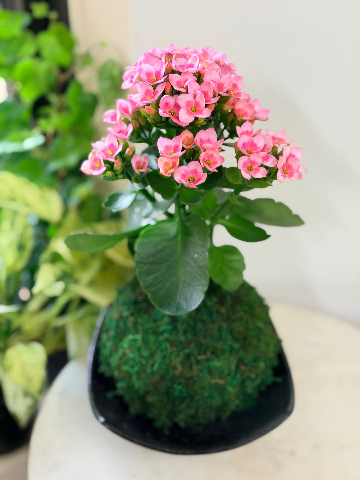 kalanchoe succulent with pink flowers Blushing Pink Kalanchoe Kokedama – Plants & What Knot
