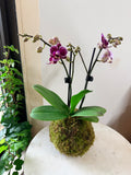 Speckled Orchid Kokedama