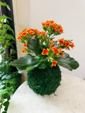 Orange Sunset Blooming Kalanchoe Kokedama