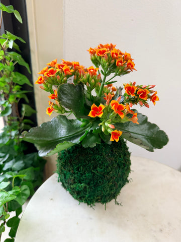 indoor plant orange flowers Orange Sunset Blooming Kalanchoe Kokedama – Plants & What Knot