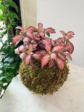 Pink Nerve Plant Fittonia Kokedama