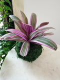 Purple Oyster Plant Kokedama