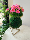 Blush Petite Rose Kalanchoe Kokedama