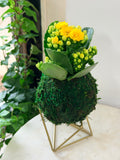 Buttercup Petite Rose Kalanchoe Kokedama