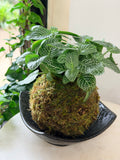 White Vein Nerve Plant Fittonia Kokedama