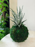 Zebra Cactus Haworthia Petite  Kokedama